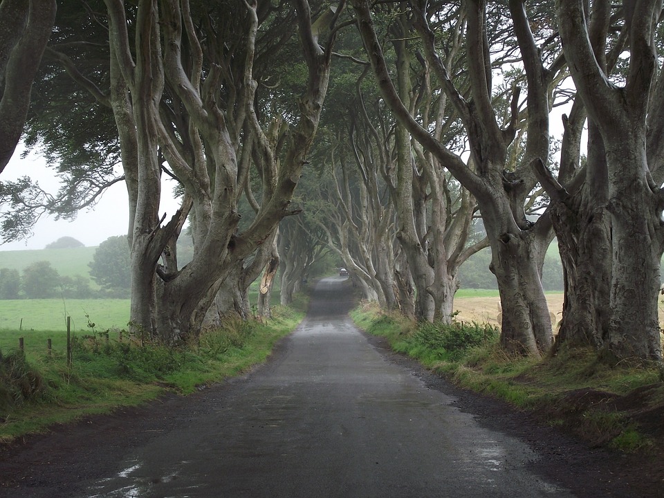 Dark Hedges Nordirland | Game of Thrones