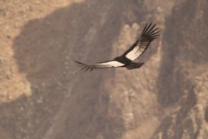 Cruz del Condor (2)