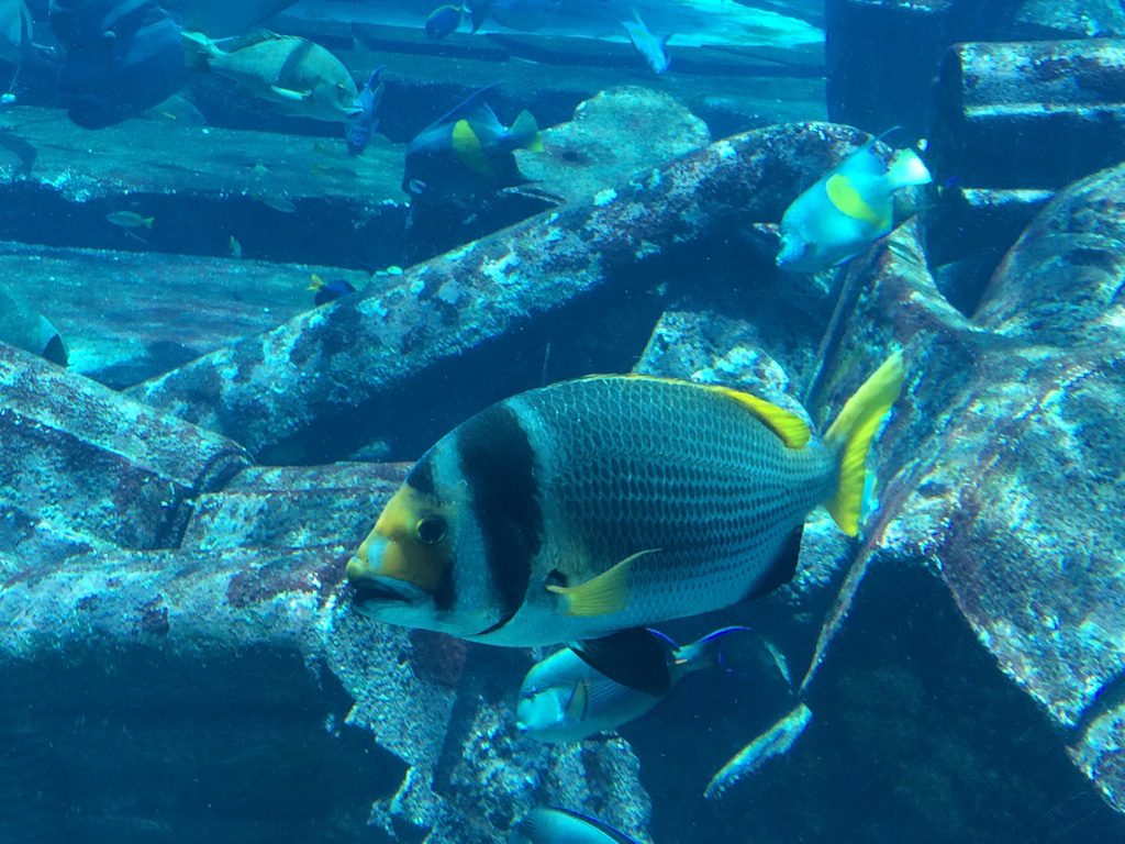 Aquarium im Atlantis- The Palm Hotel