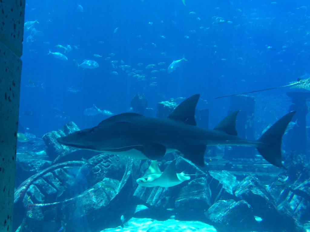 Aquarium im Atlantis- The Palm Hotel