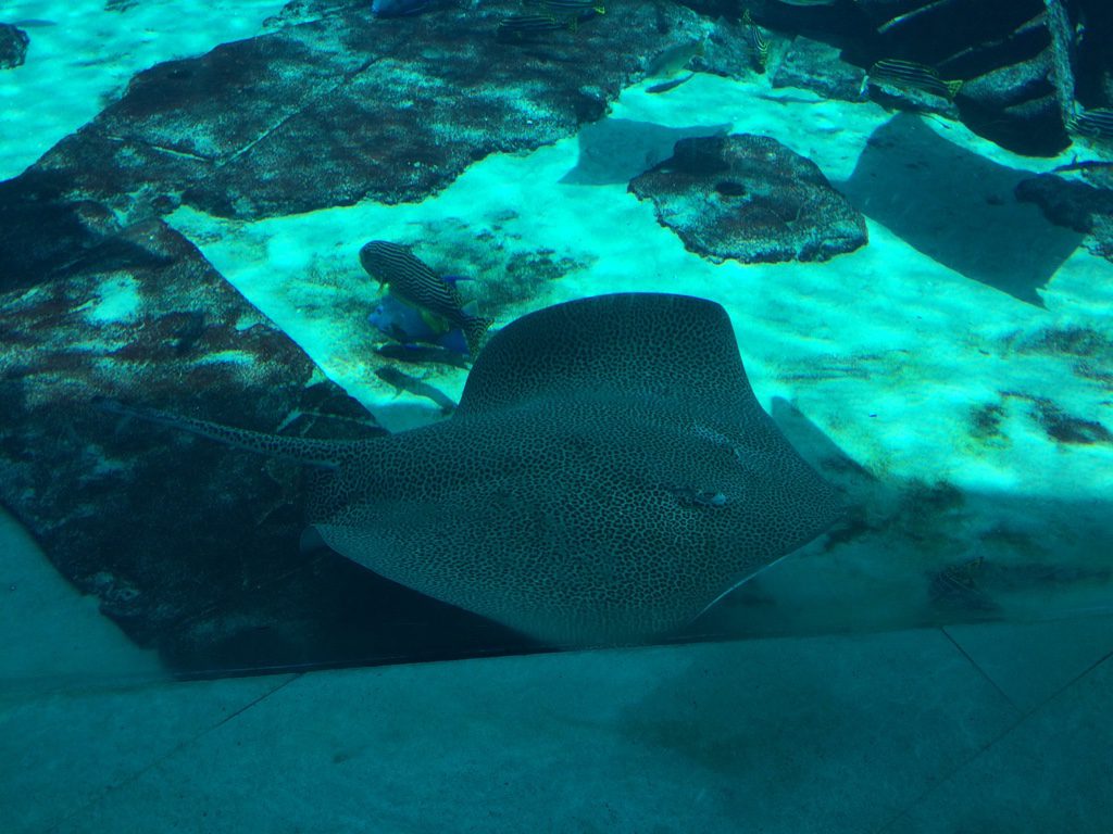 Aquarium im Atlantis- The Palm Hotel