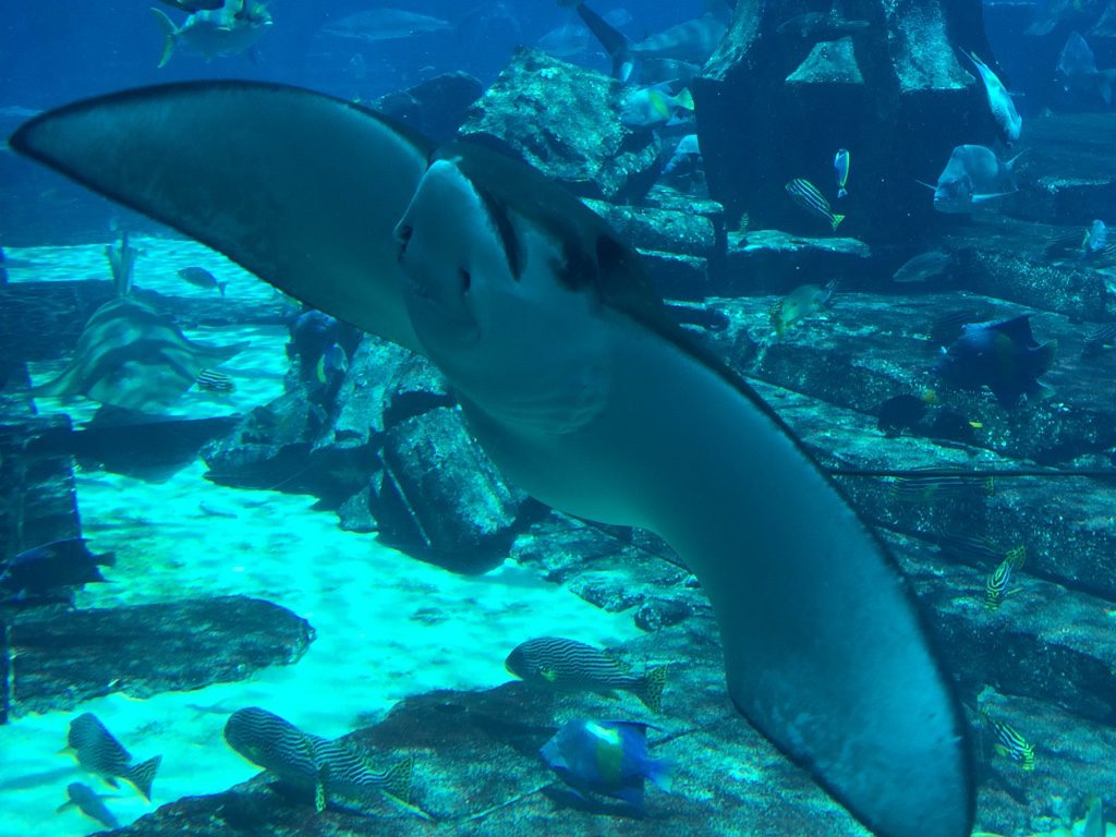 Aquarium im Atlantis- The Palm Hotel