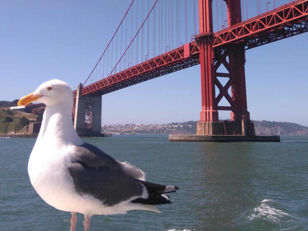 Golden Gate Bridge San Francisco Möwe