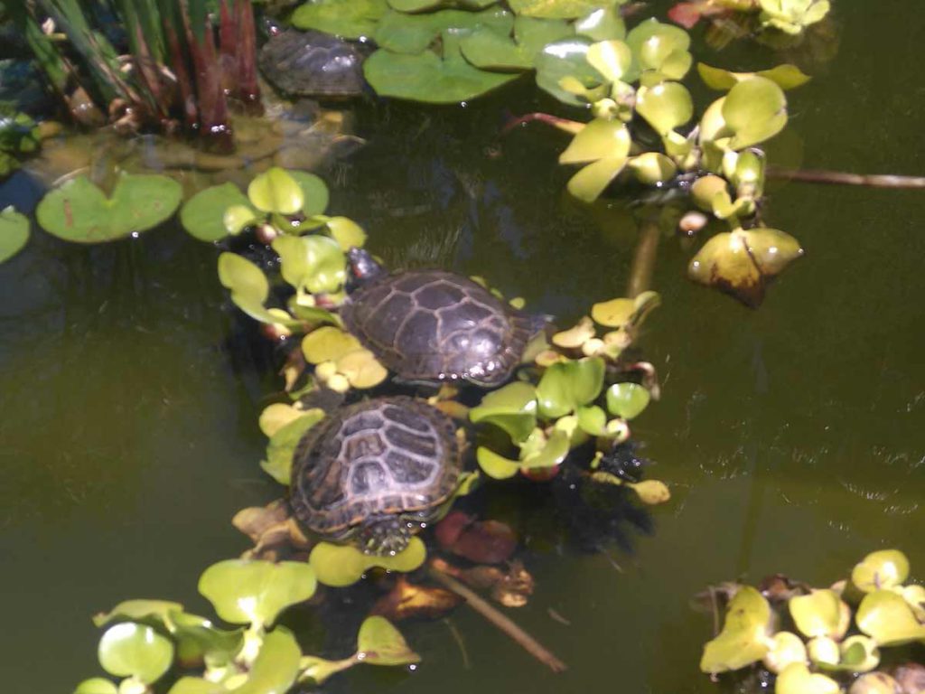 El Encanto Schildkröten