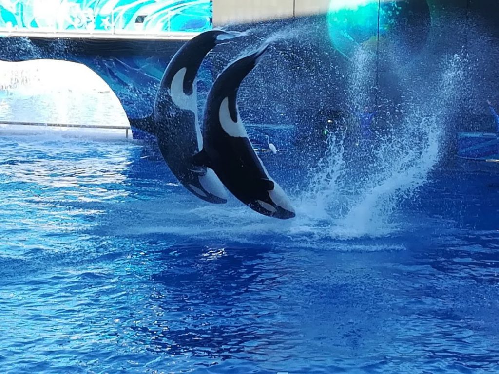 Sea World Orlando | Orca Show