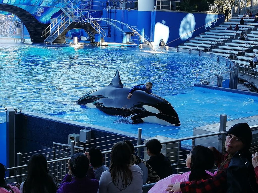 Sea World Orlando | Orca Show
