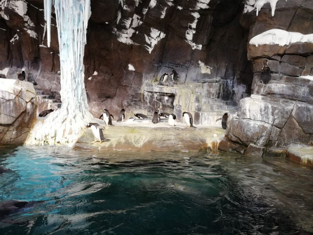Sea World Orlando | Pinguine