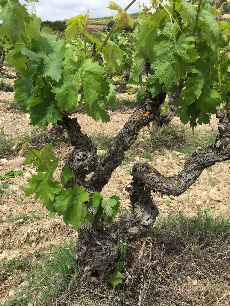 Weinreben entlang des des Río Ebro in Rioja