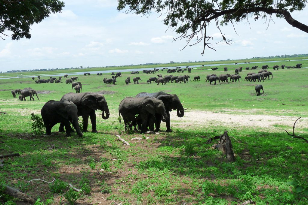 Botswana - Chobe Nationalpark - Elefanten