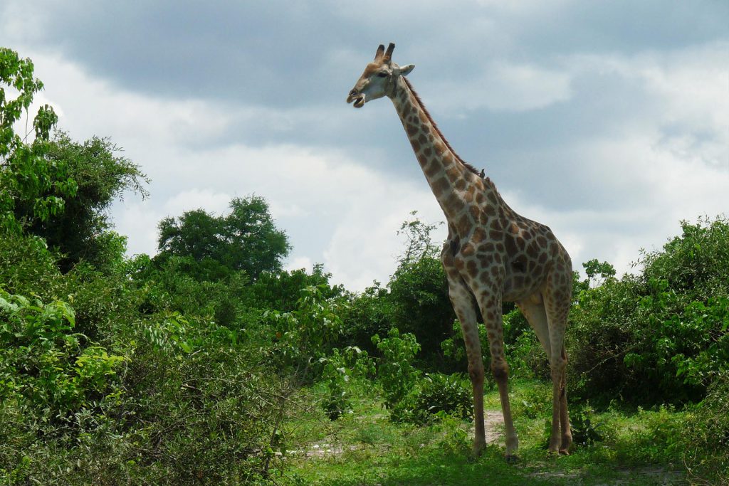 Botswana - Chobe Nationalpark - Giraffe