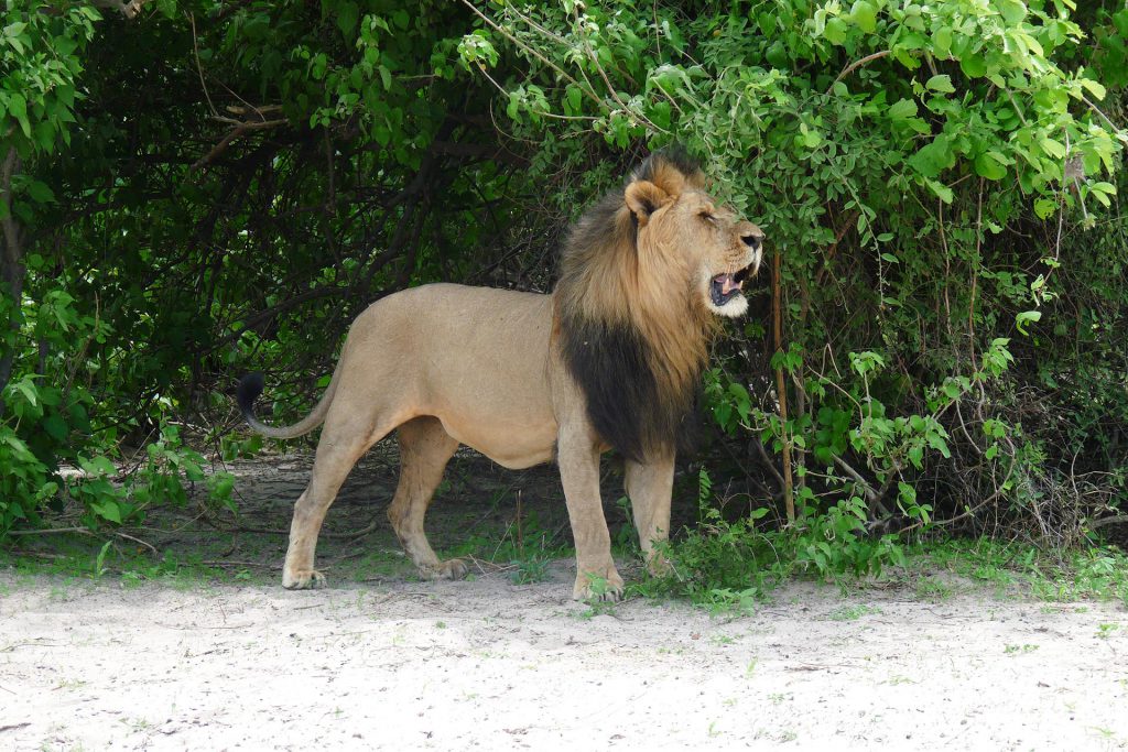 Botswana - Chobe Nationalpark - Löwe