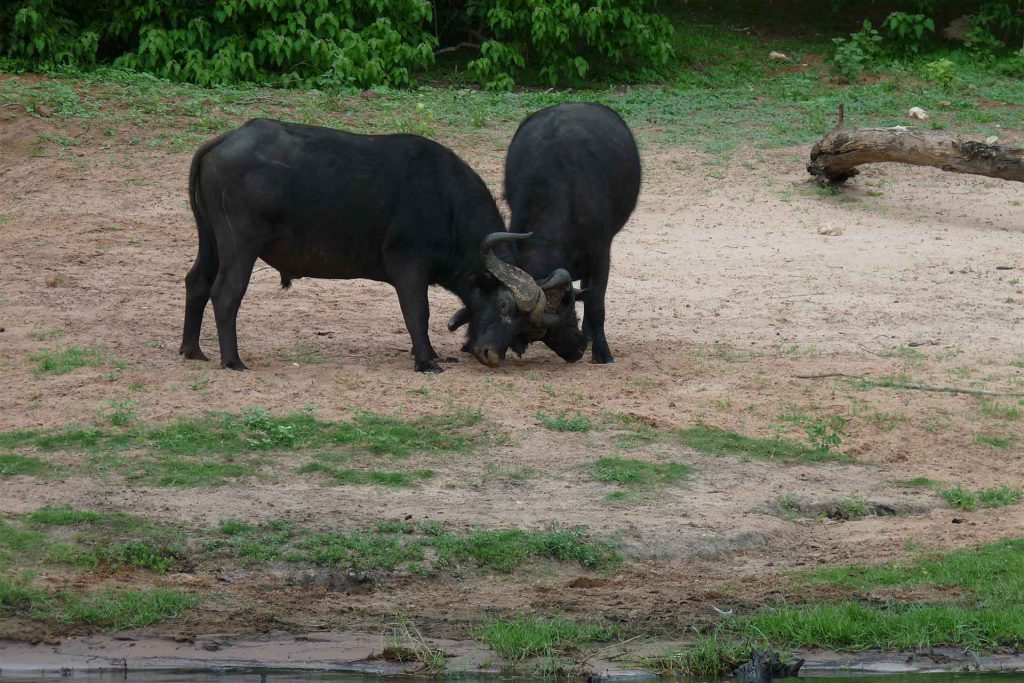 Botswana - Chobe River - Wasserbüffel