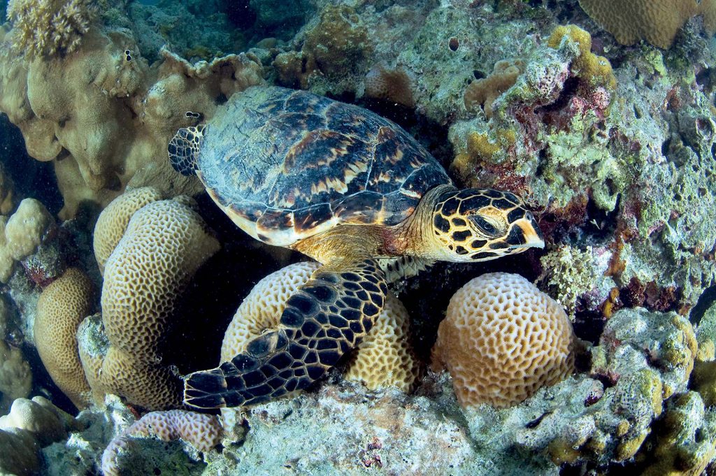 Unterwasserwelt -Desroches Island