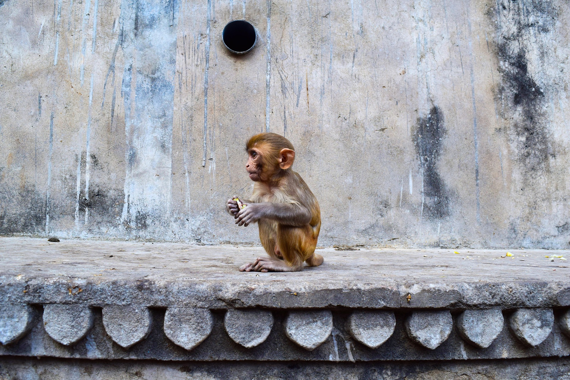 Kleiner Affe in Jaipur