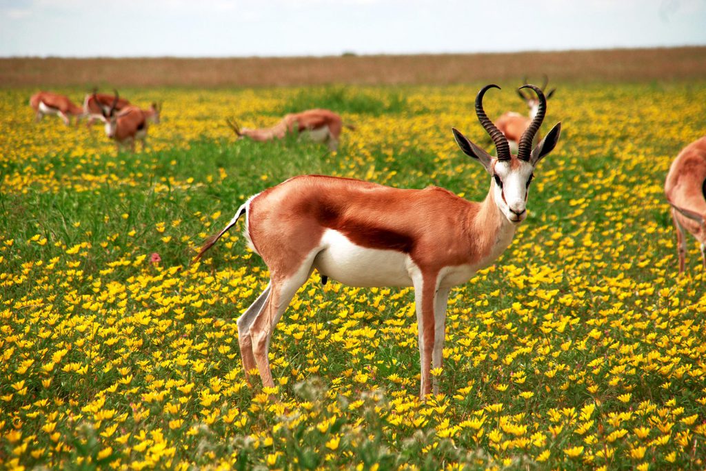 Antelope