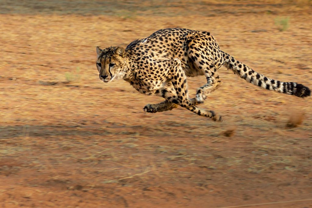Gepard