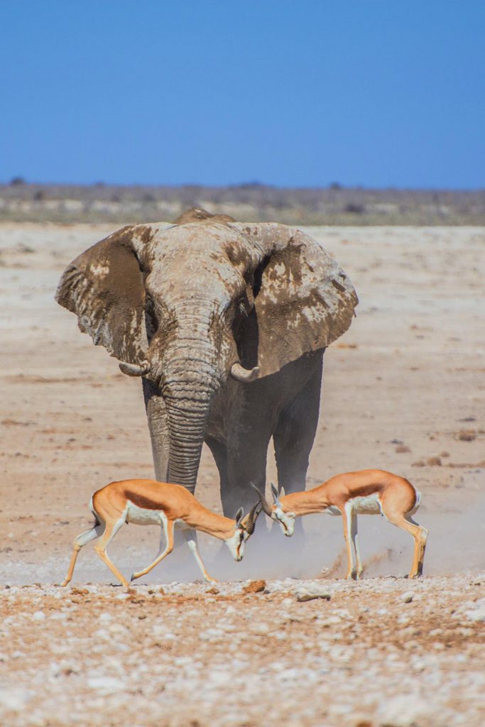 Damaraland