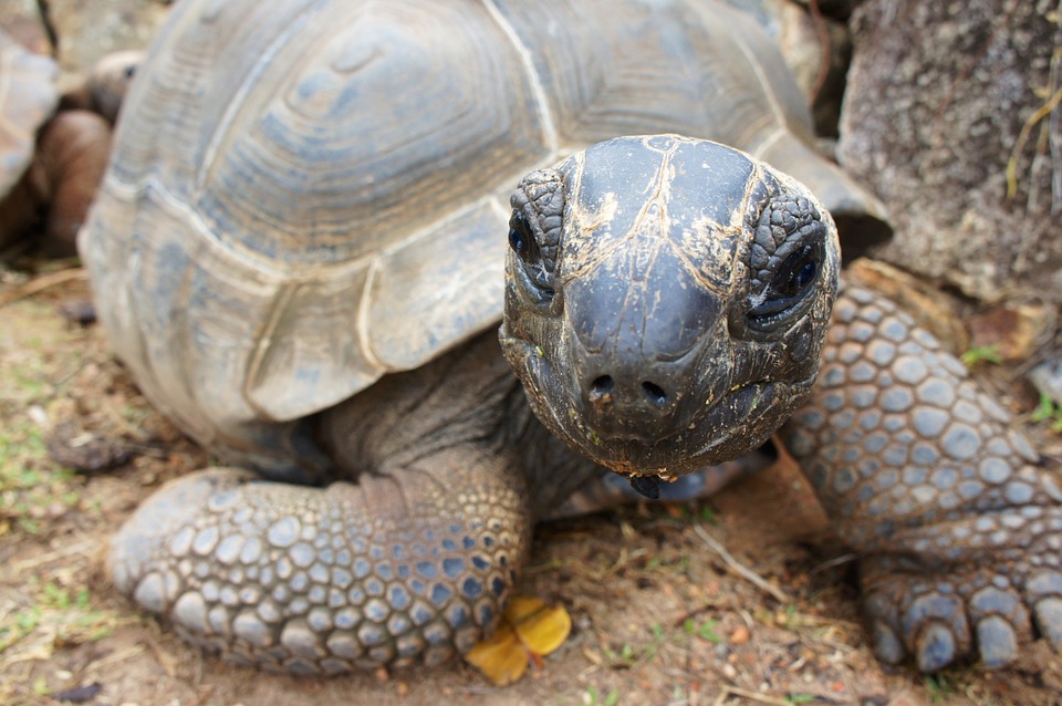 Riesenschildkröte