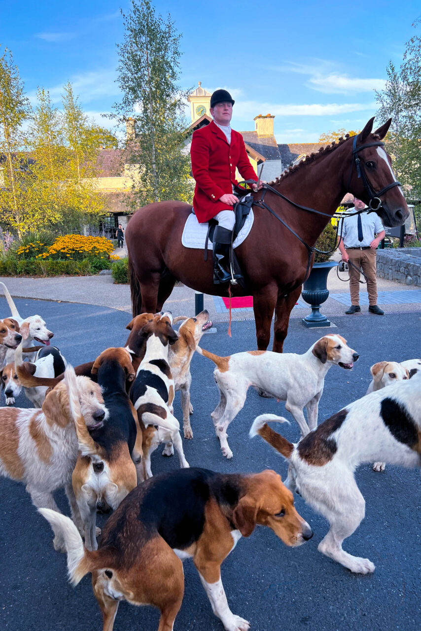 Irish Hounds